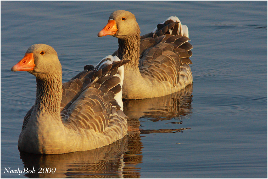 Goosey Geese August  28