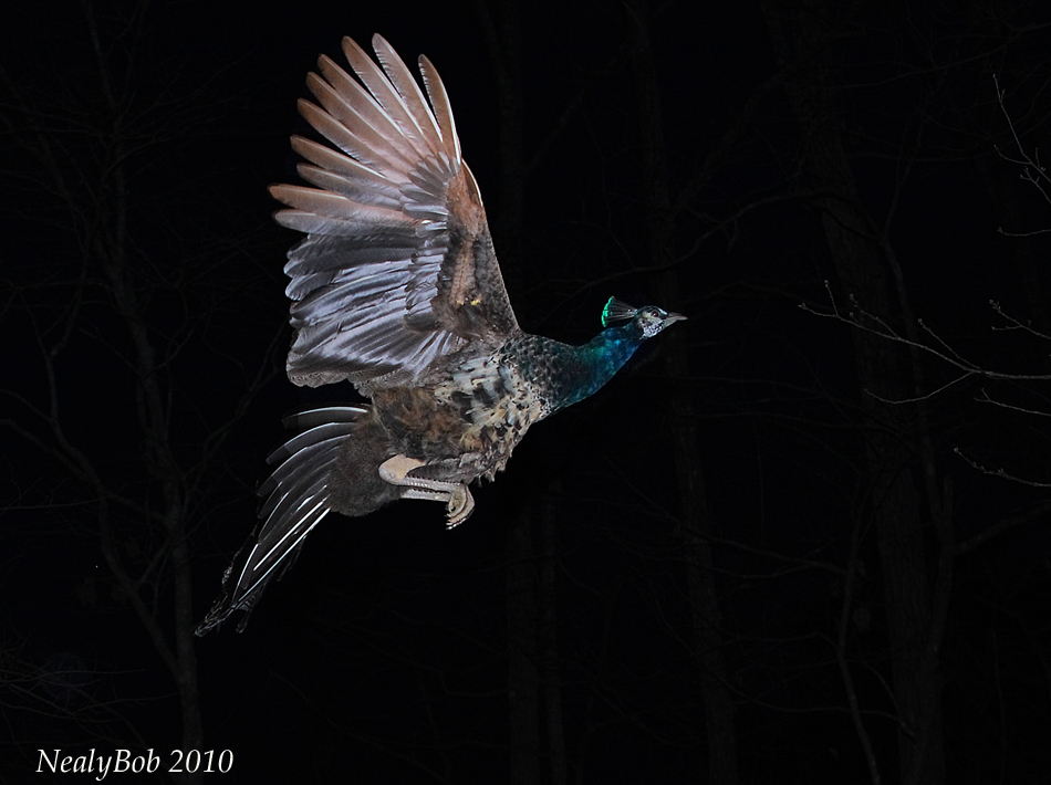 Flying Up To Roost February 18