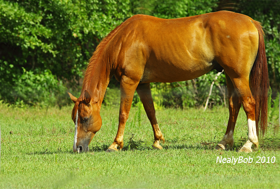 Grazing July 9