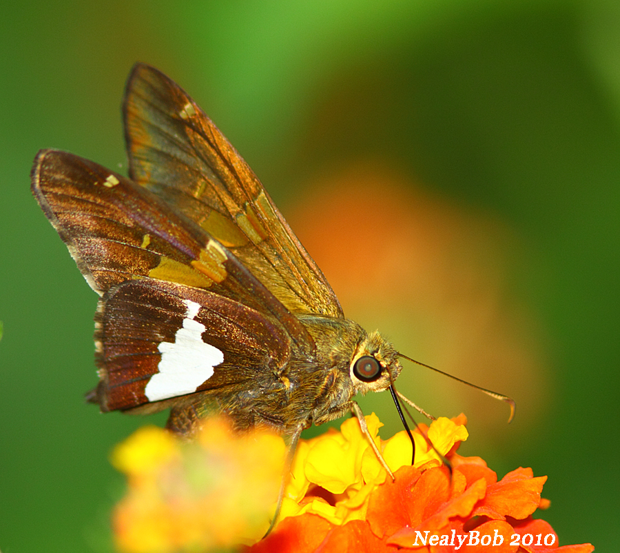 Skipper July 23
