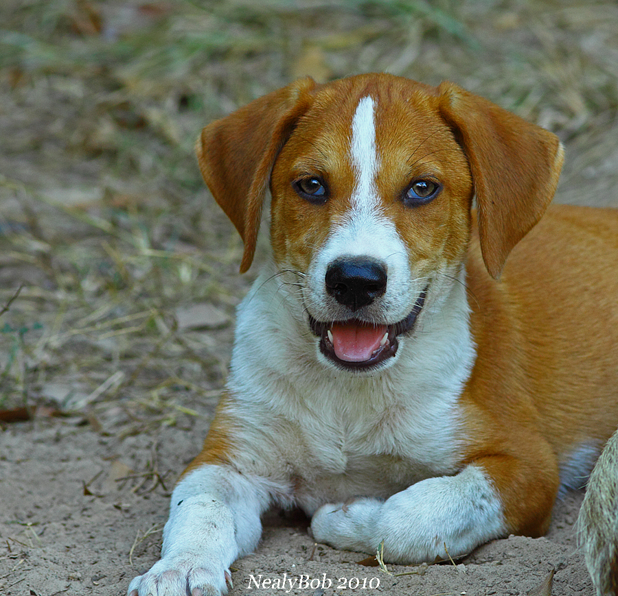 Happy PuP September 25