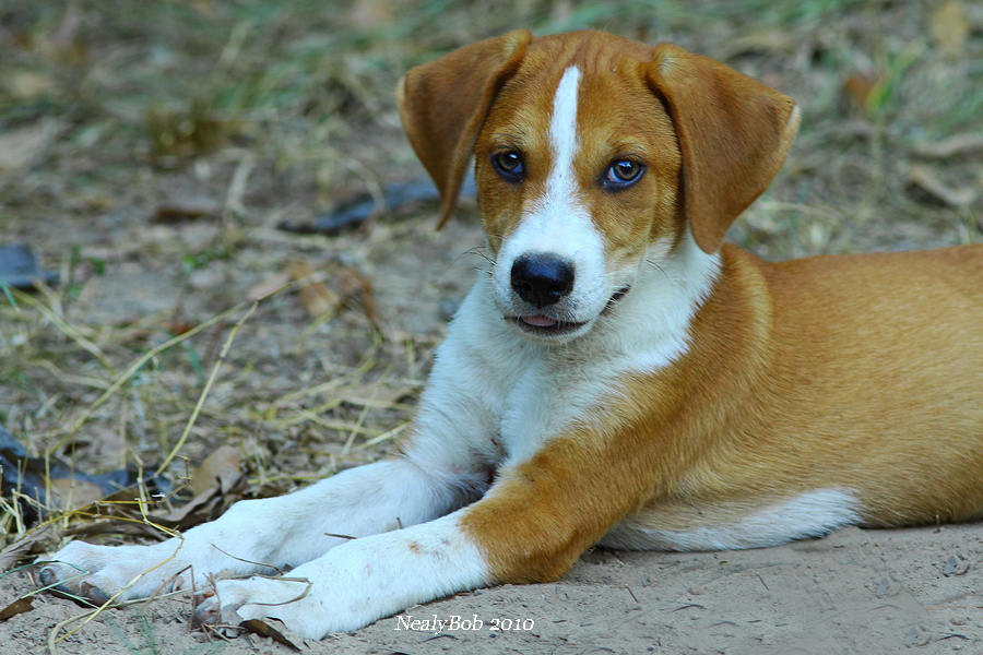 Pup September 26