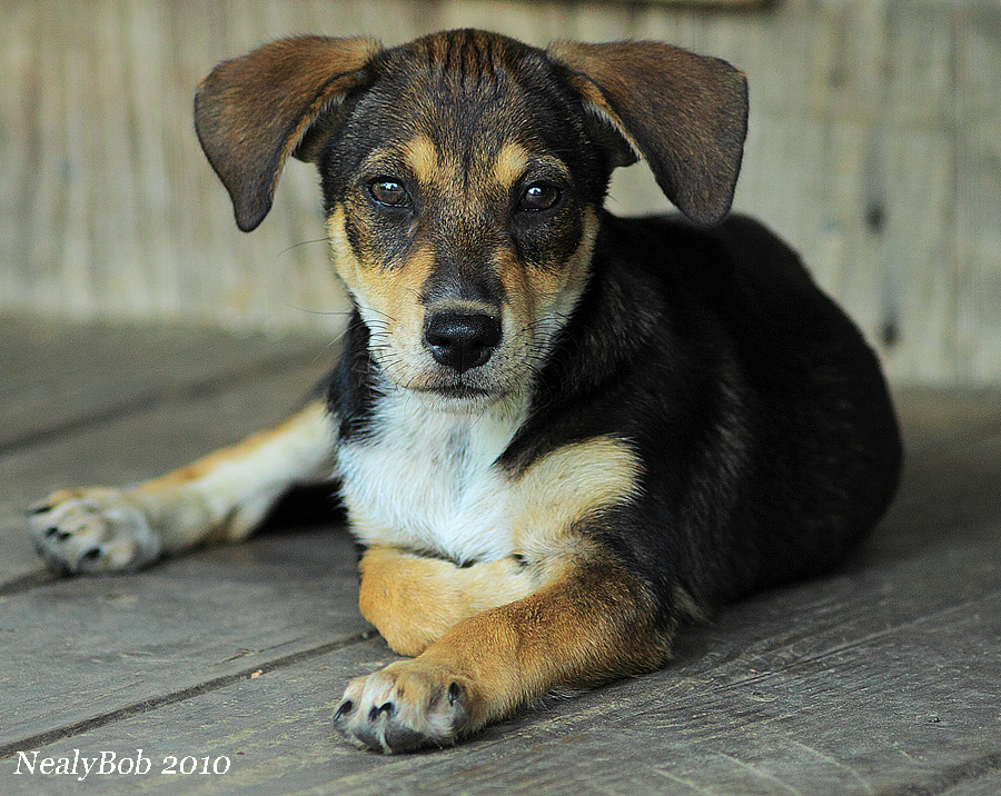 Puppy September 28