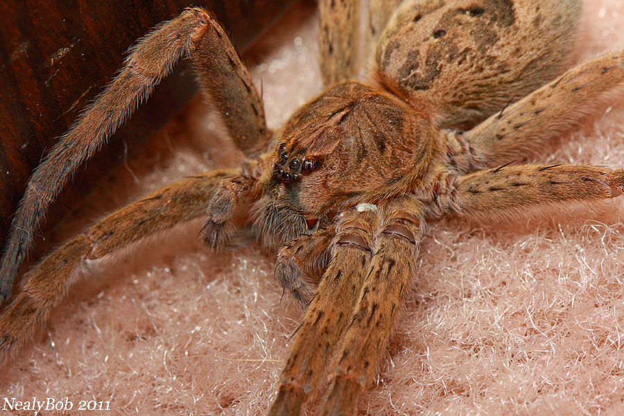 Wolf Spider