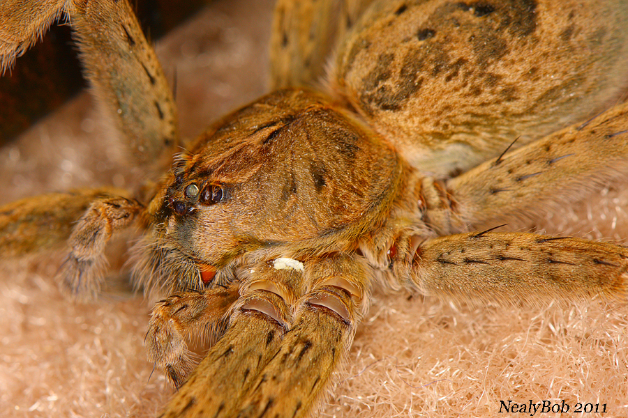 Wolf Spider