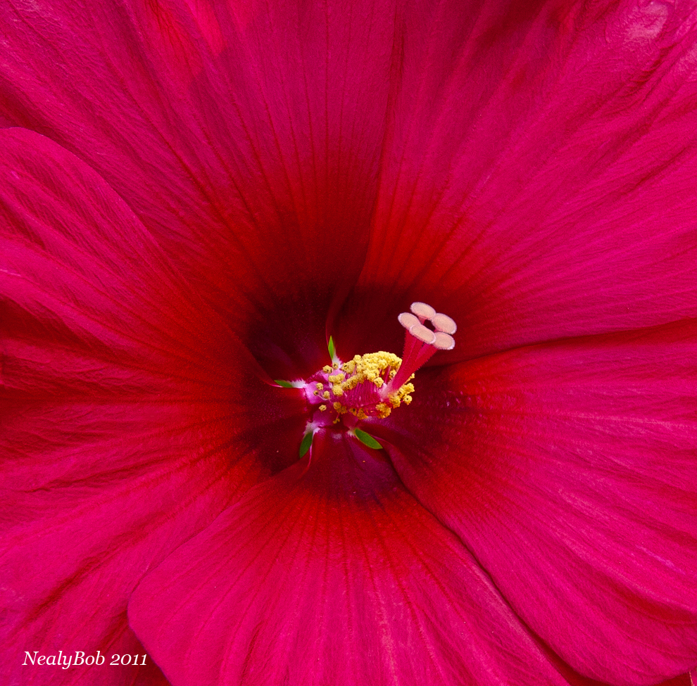 Hibisbus June 15