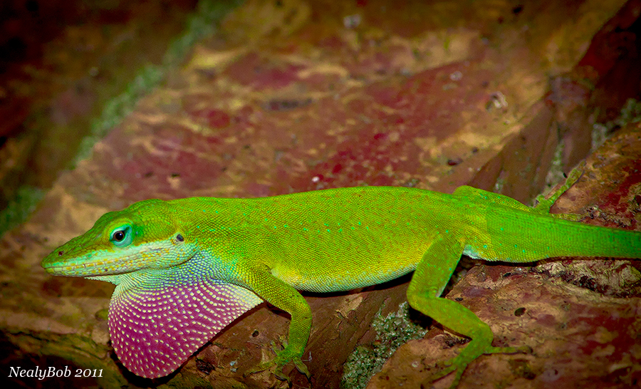 Green Anole August 1
