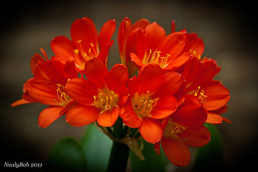 Kaffir Lily August 10
