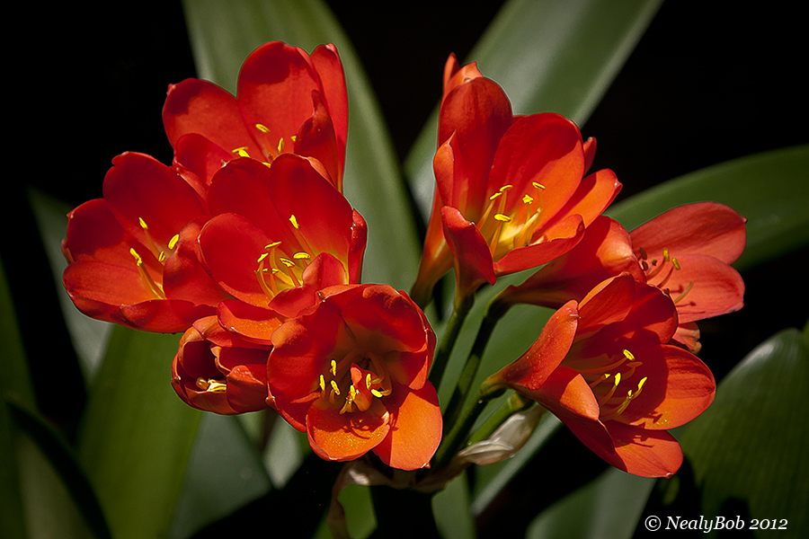 Kaffir Lily April 10
