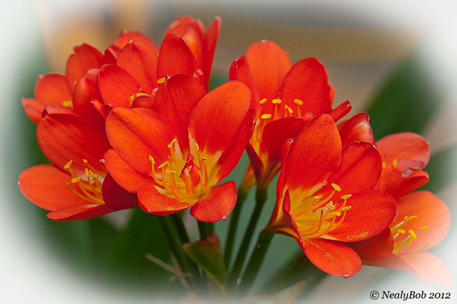Kaffir Lily April 13