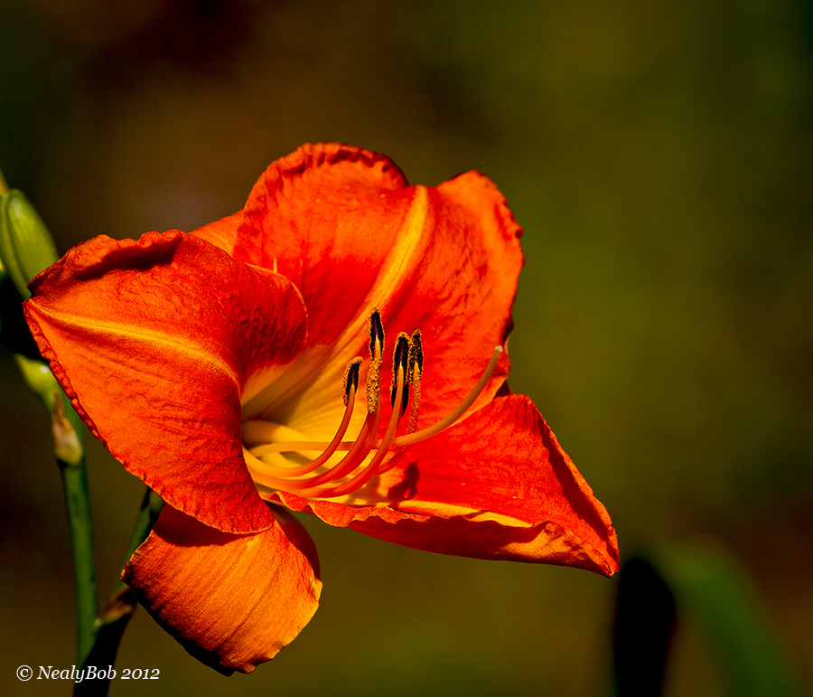 Day Lily May 21