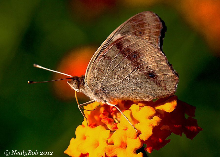 Skipper May 24