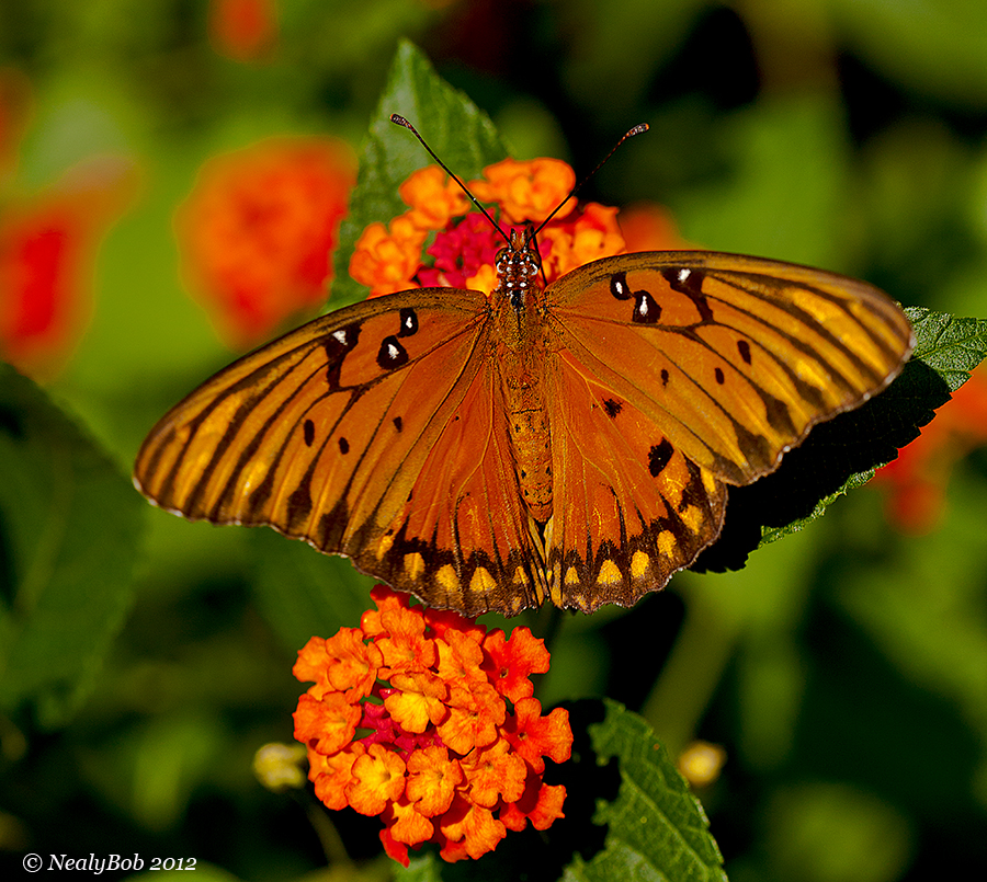 Gulf Fritillary May 25