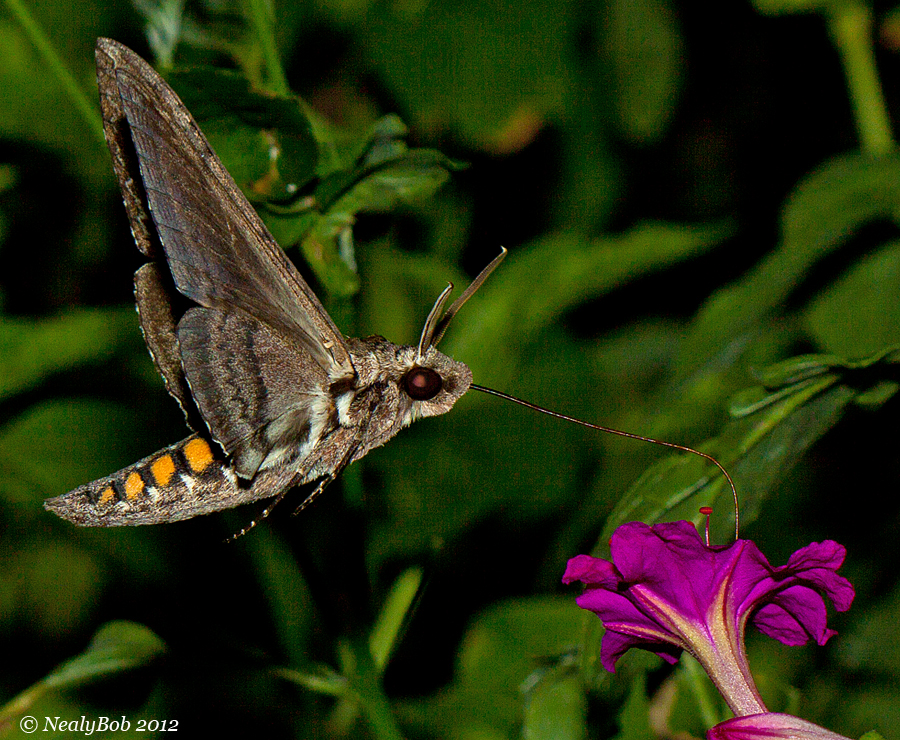 Hummingbird Moth