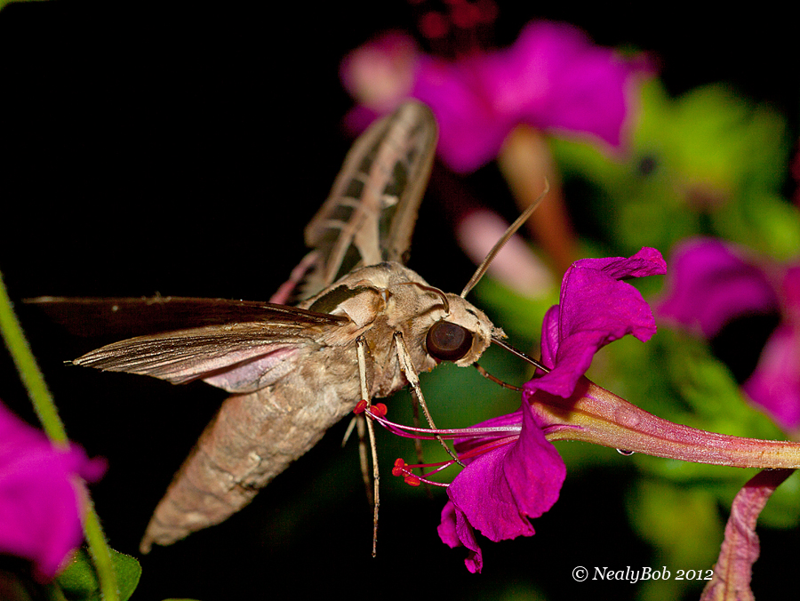 Hummingbird Moth August 3