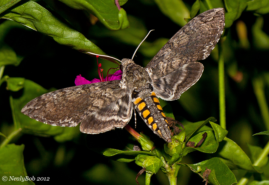 Hummingbird Moth August 5
