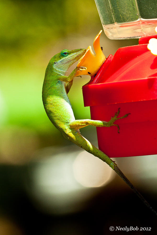 Thirsty Lizard