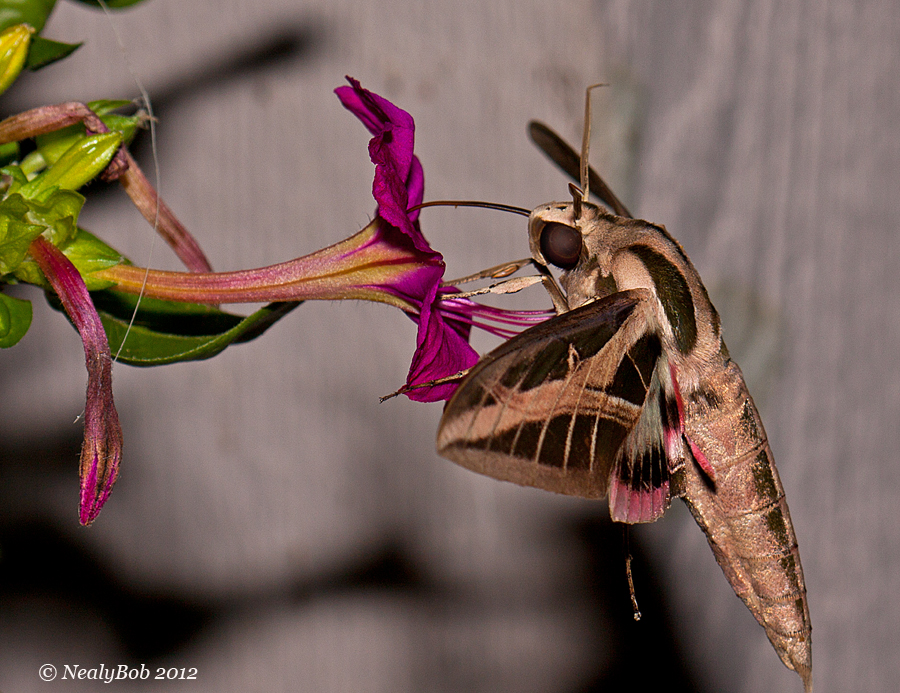 Hummingbird Moth August 9