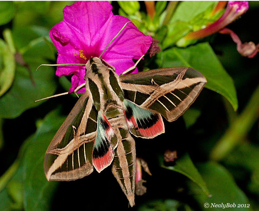 Hummingbird Moth August 23