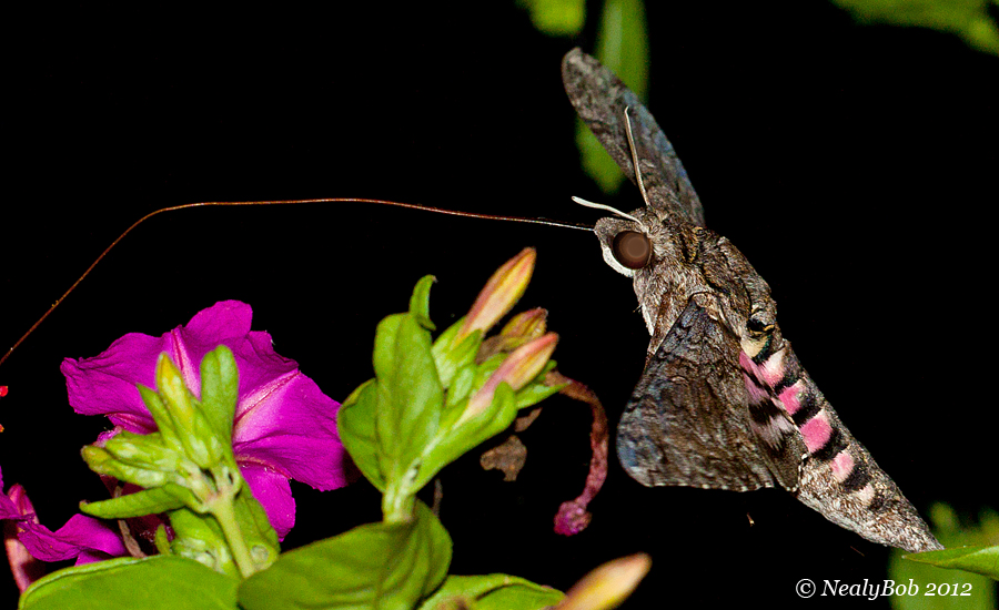 Pink Spotted Hawk Moth August 30