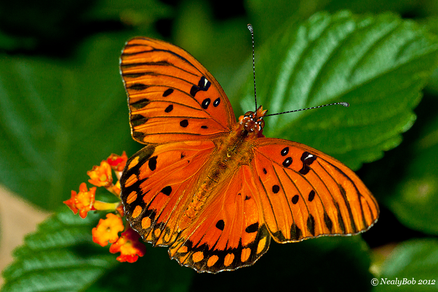 Butterflys In November