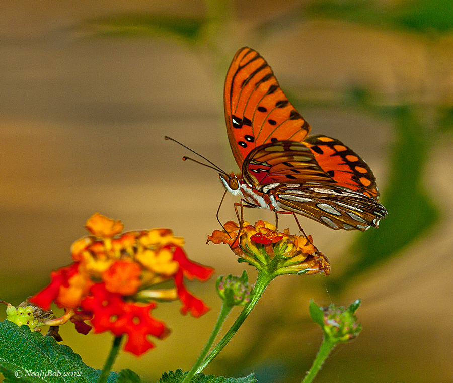 Butterflys In November