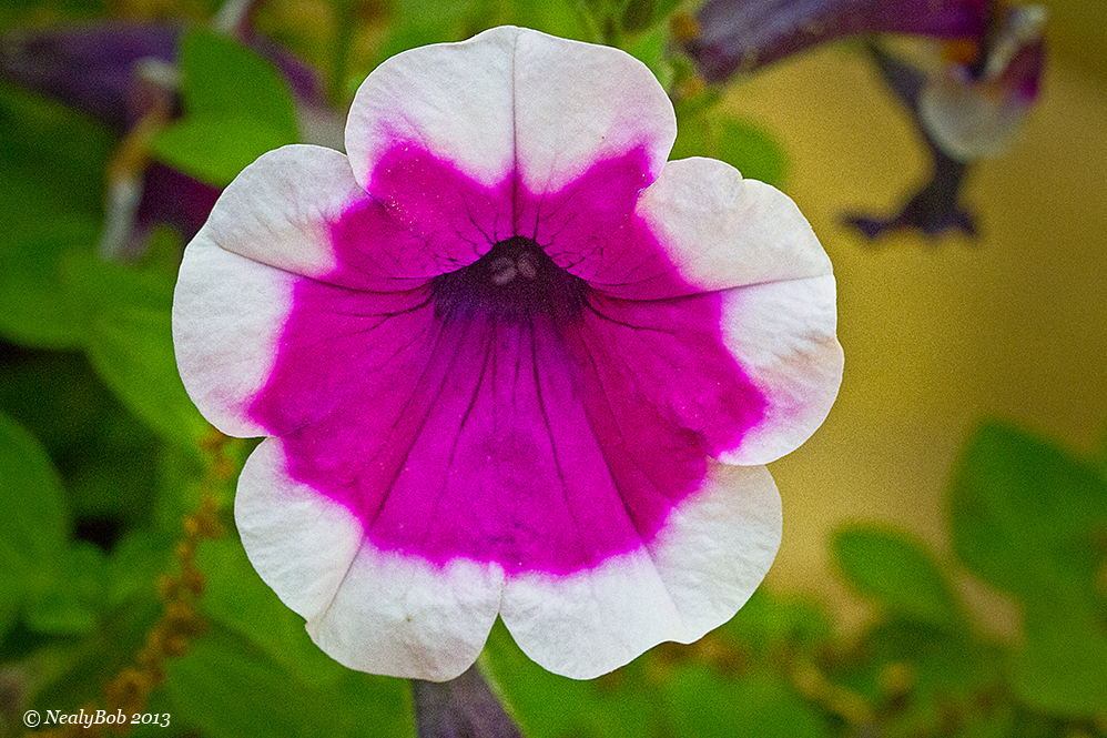 Petunia April 9