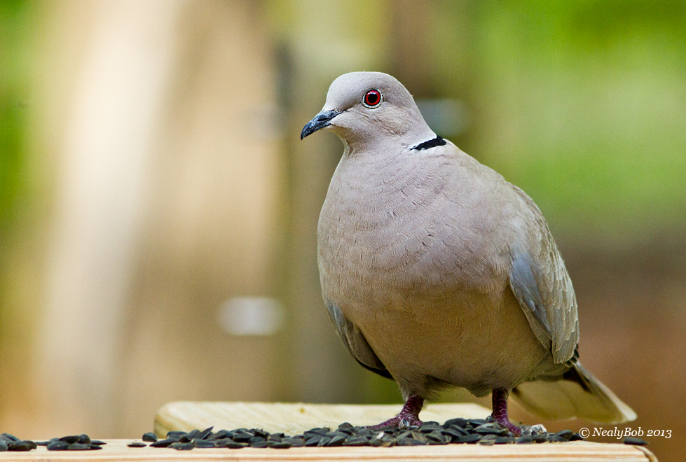 Eurasian Collard Dove April 17
