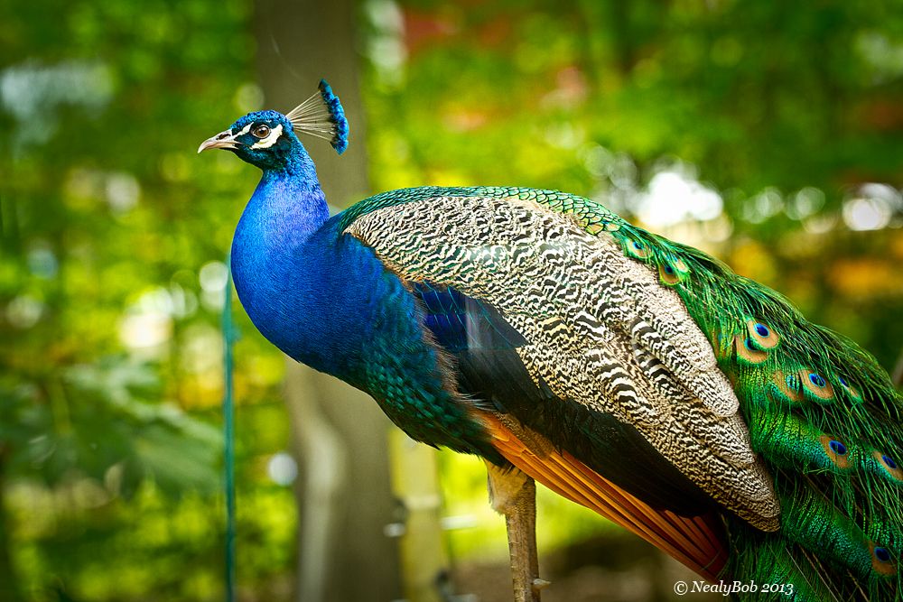 PeaCock April 18 photo NealyBob photos at