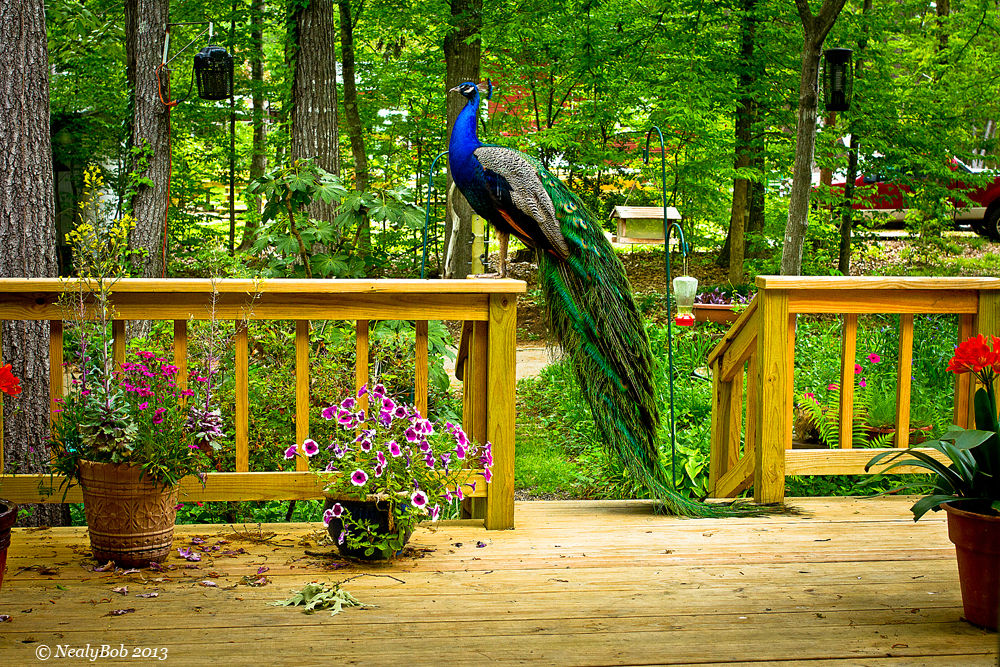 PeaCock 