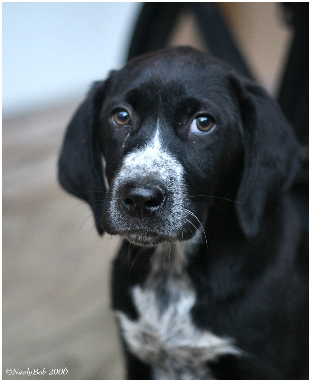 Puppy