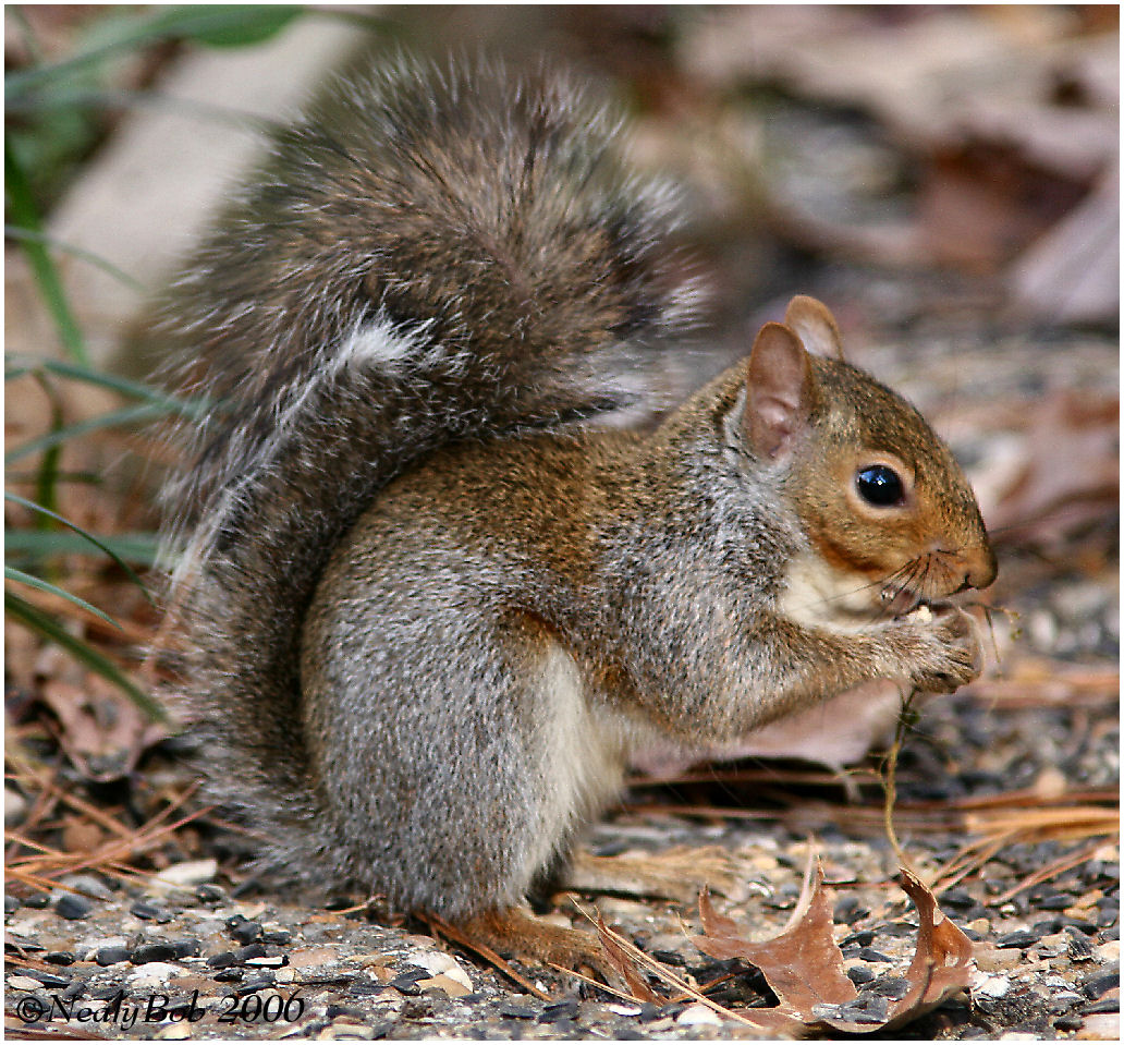 Squirrel
