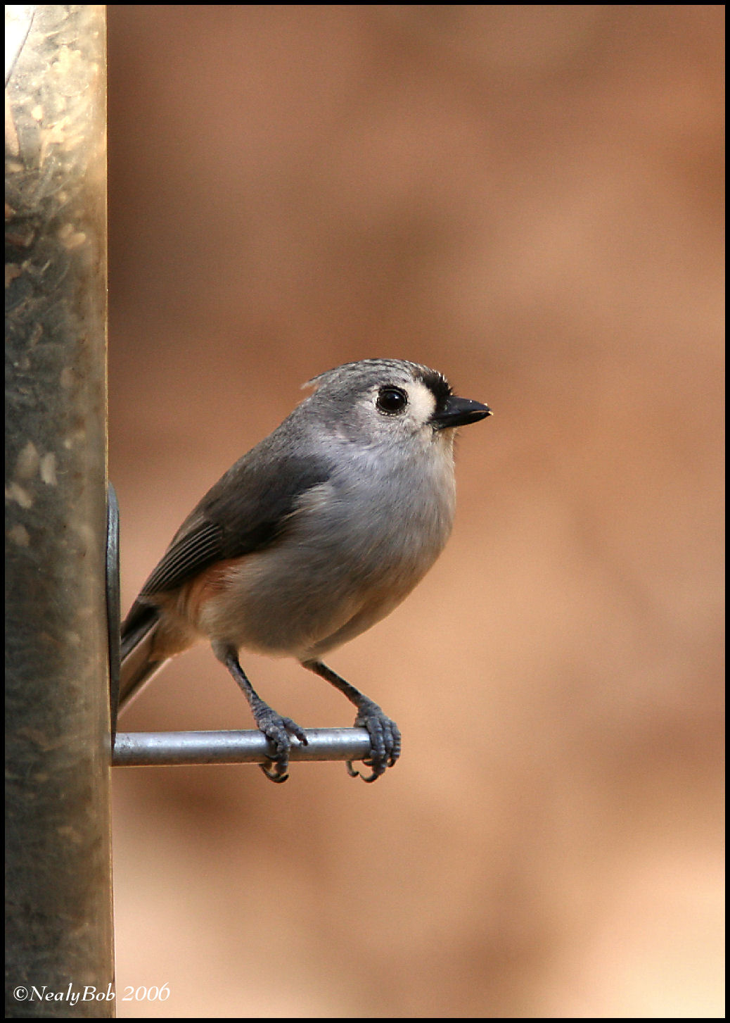 TitMouse December 14 *