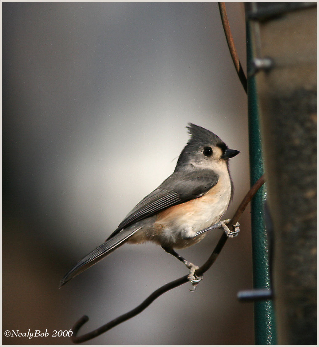 TitMouse