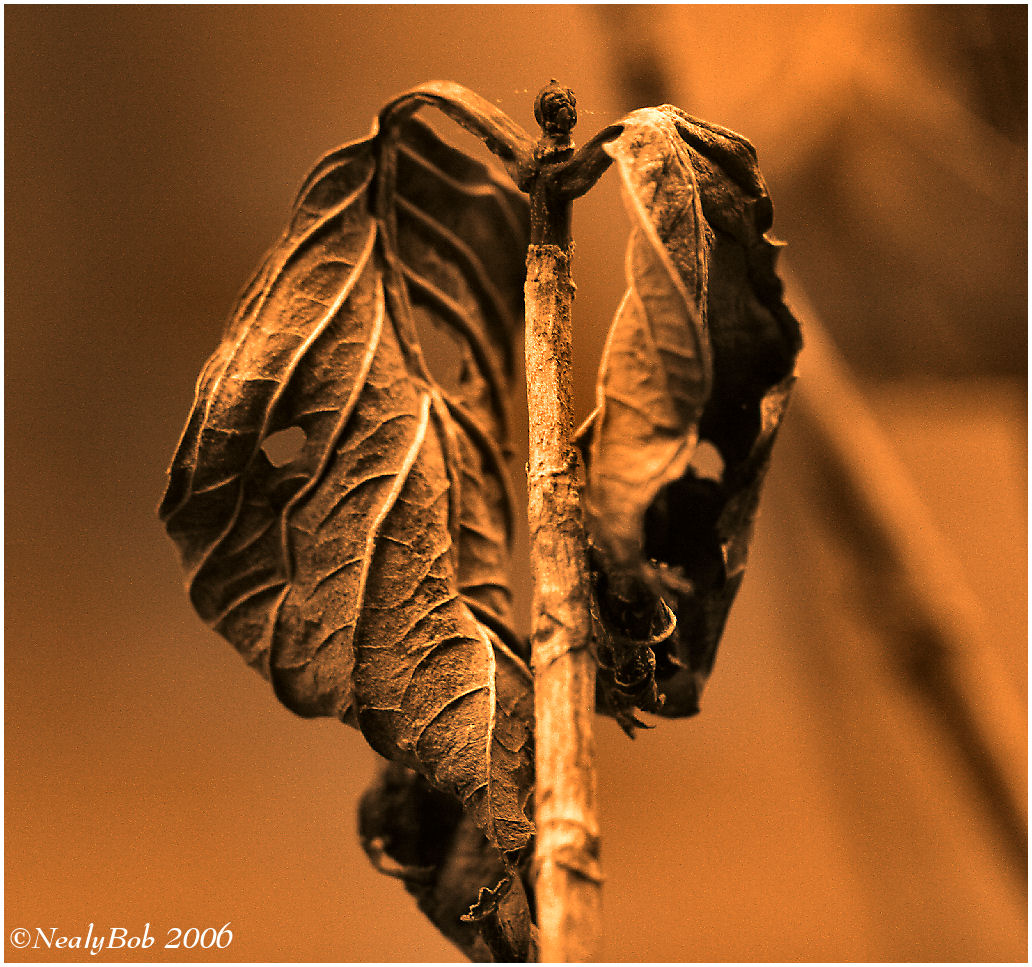 Hydrangea Leaf December 20 *