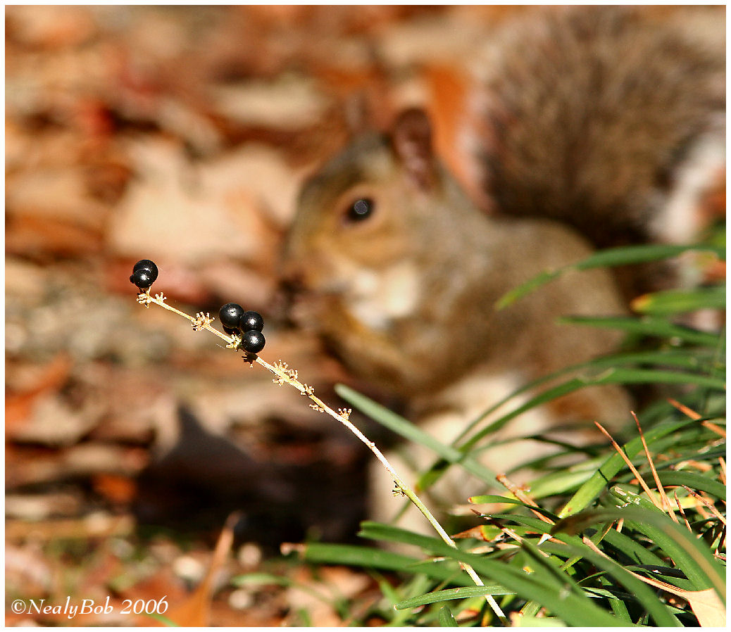 Black Berries December 21 *