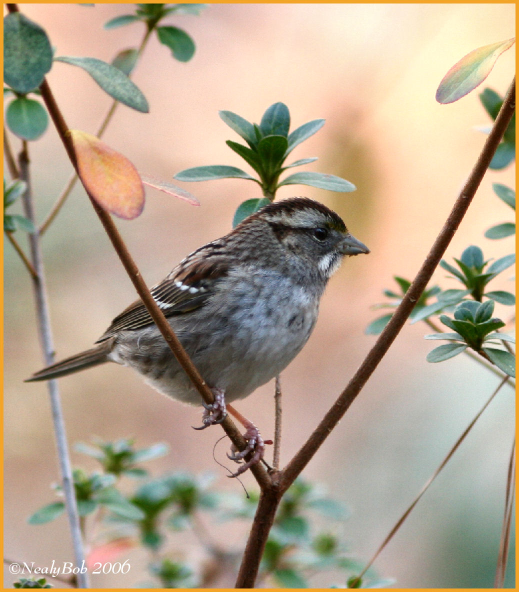 Sparrow