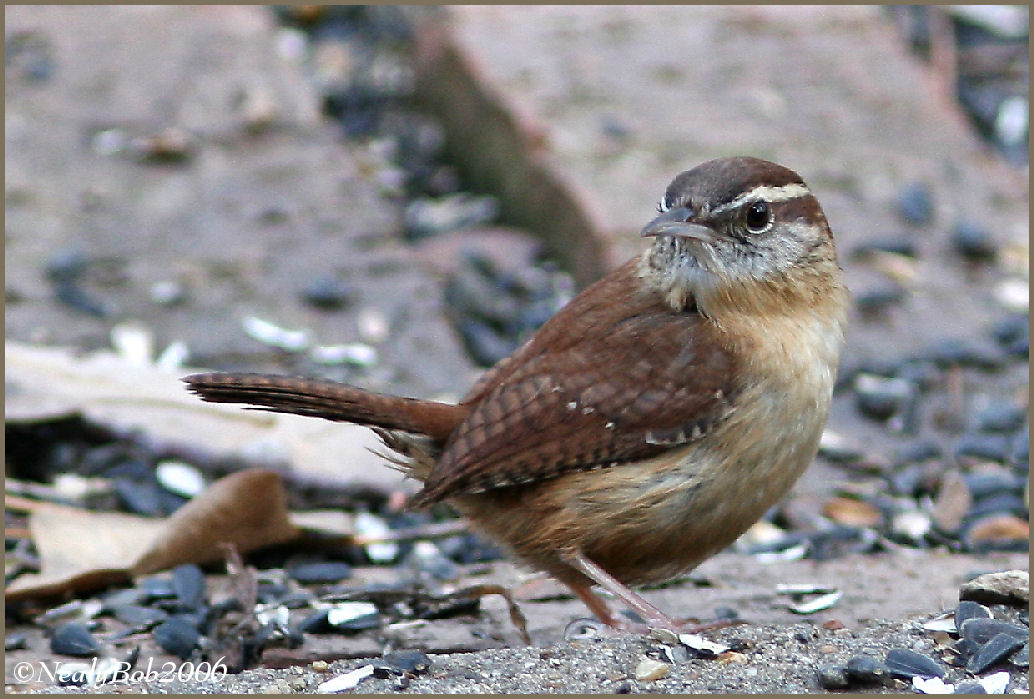 Wren