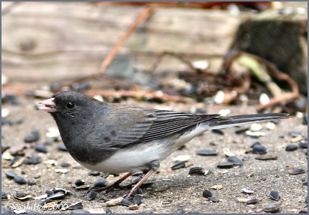 Junco