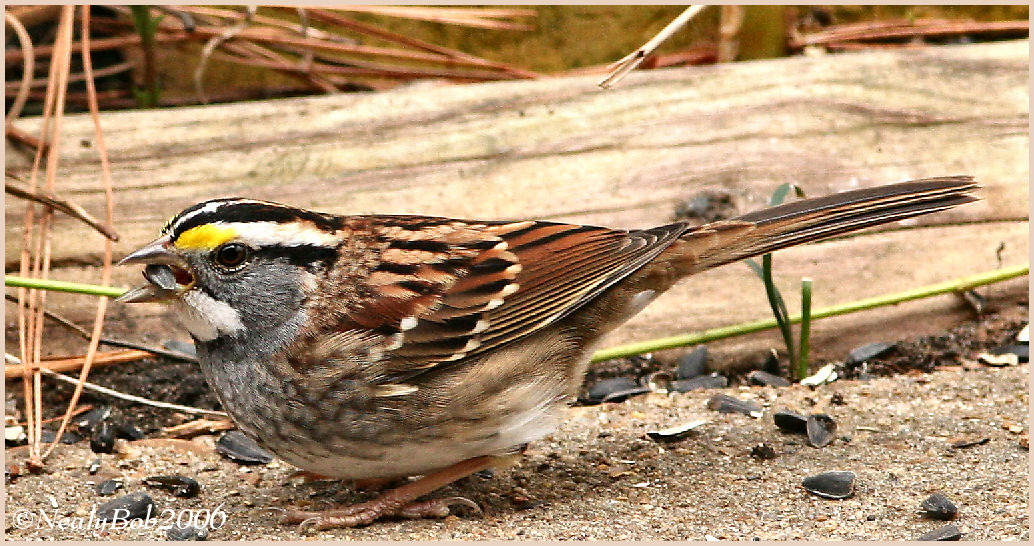 White Throated Sparrow