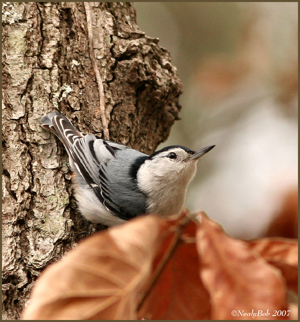 White Breasted Nuthatch