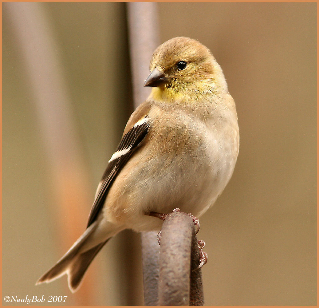 Gold Finch