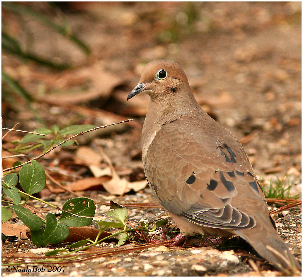 Mourning Dove January 30 *