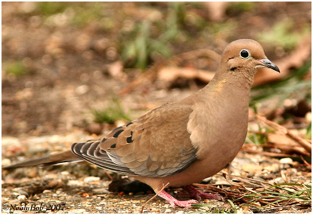 Mourning Dove