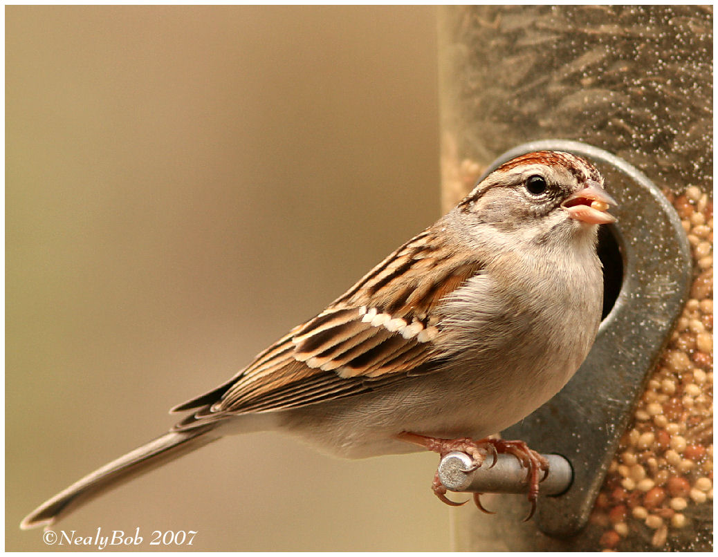 Sparrow