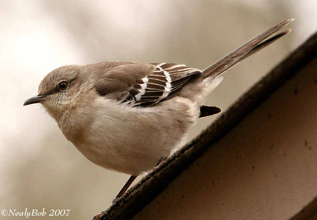 Mocking Bird February 16