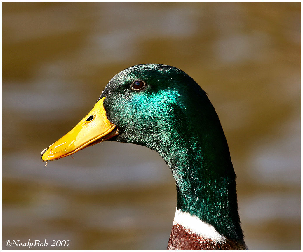 Mallard February 17 *