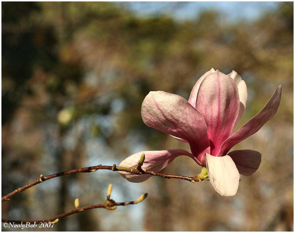 Tulip Tree Bloom