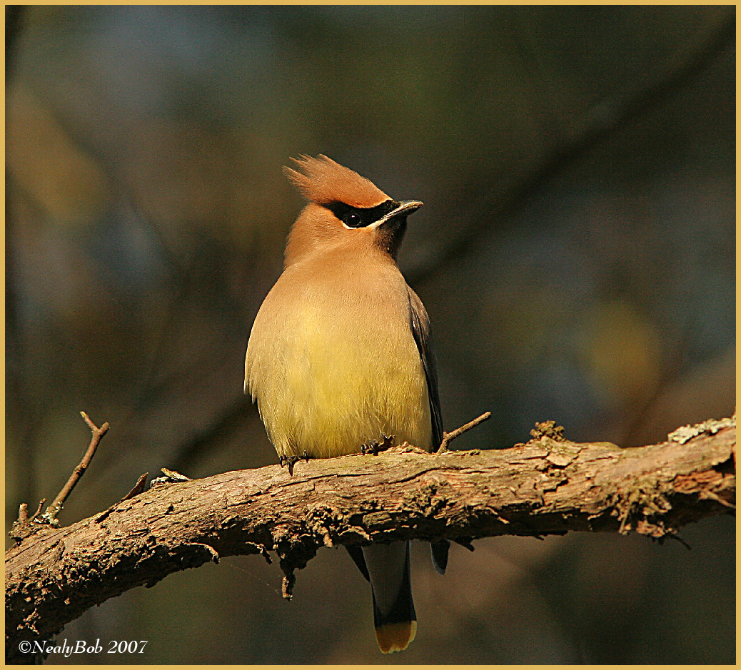 Cedar Waxwing March 10 *