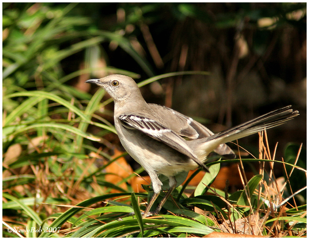 Mocking Bird